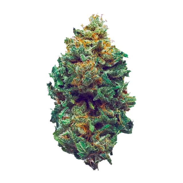 Harlequin