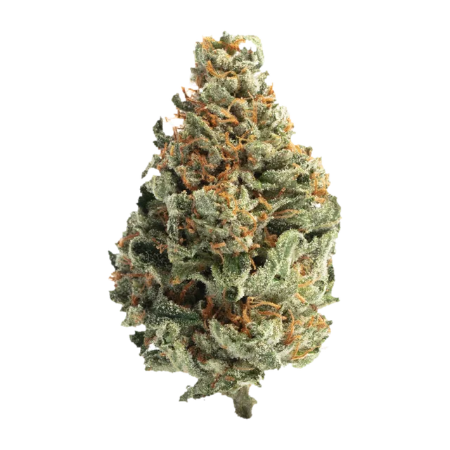 Chocolope